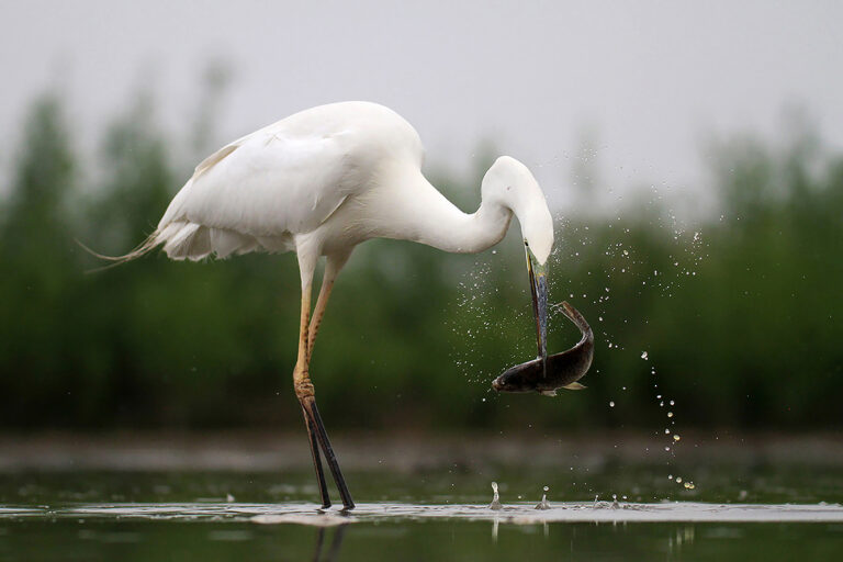 Lajos Nagy - White-egret-fishing10